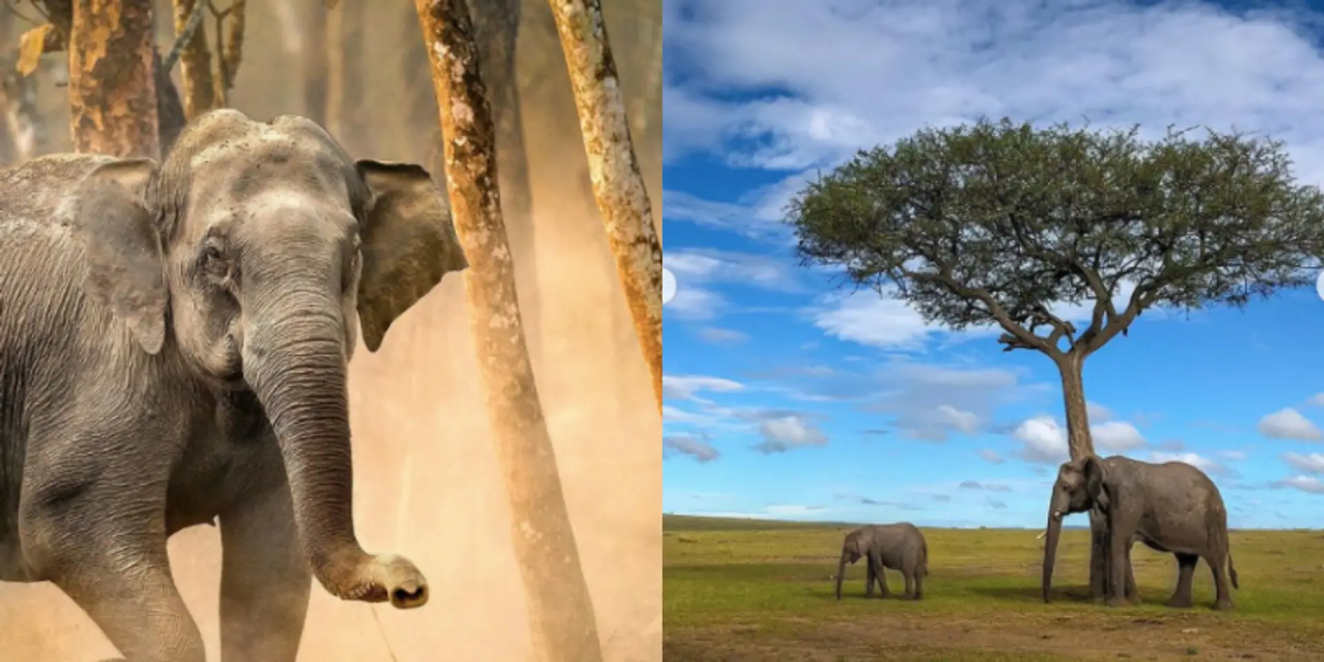 Refugee in their own habitat- The shifting dynamics of Indian elephants because of climate change