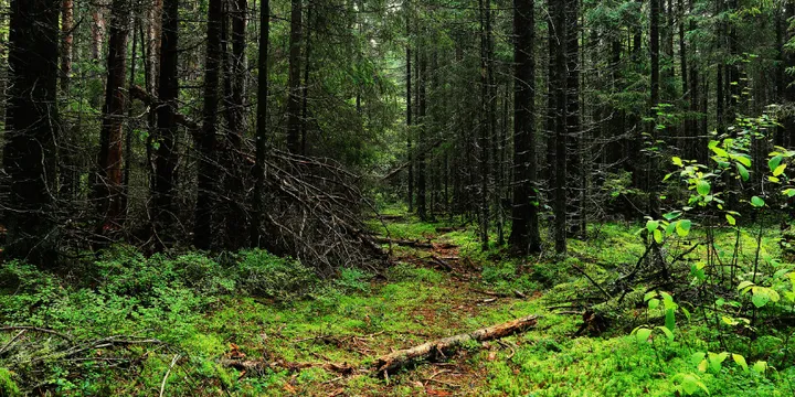 Celebrating nature: 5 biodiversity parks in India preserving the
