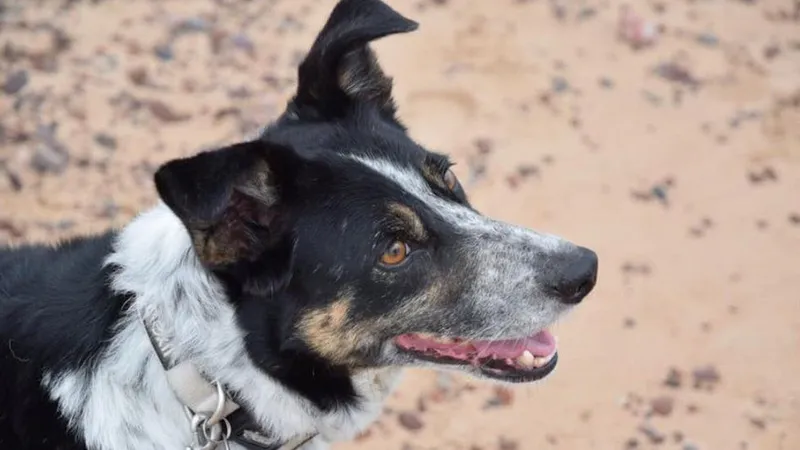 Sheepdog-1
