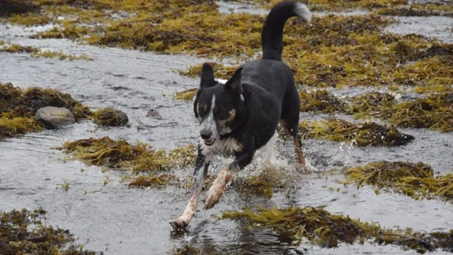 Deaf sheepdog learns sign language so she can continue herding sheep