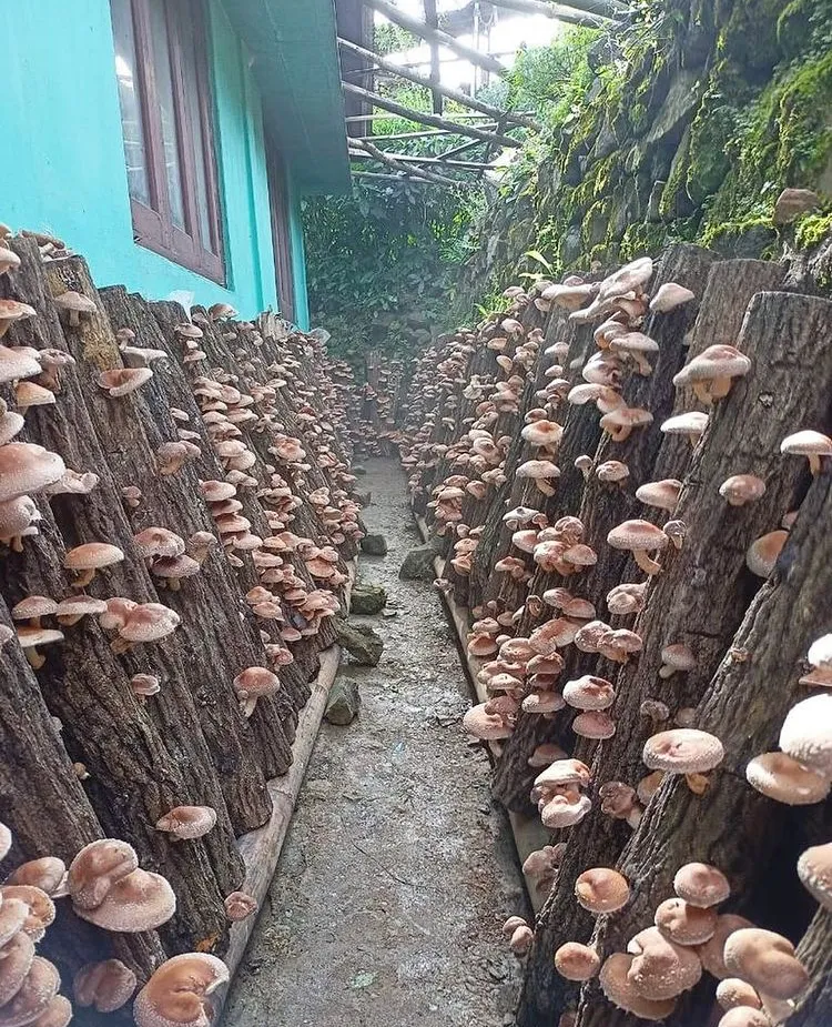 Mushroom dowels