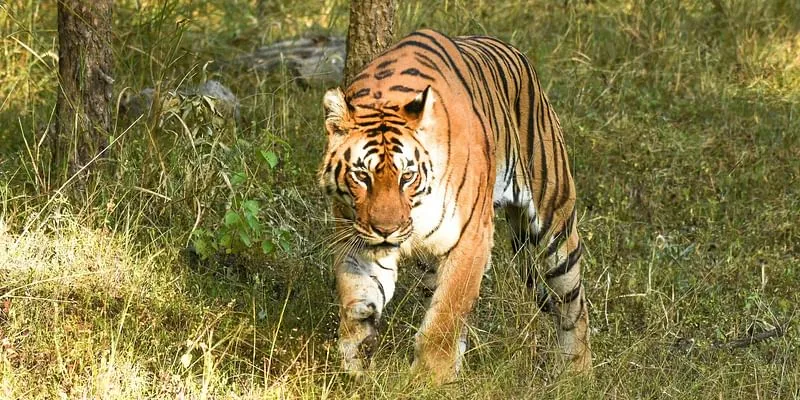 tiger Pench