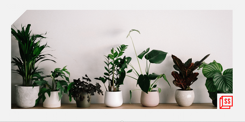 These 5 house plants are an eco-friendly way to cleanse our homes
