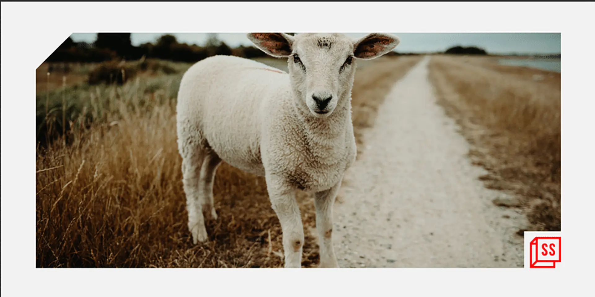6 products that you may not have realised are not vegan