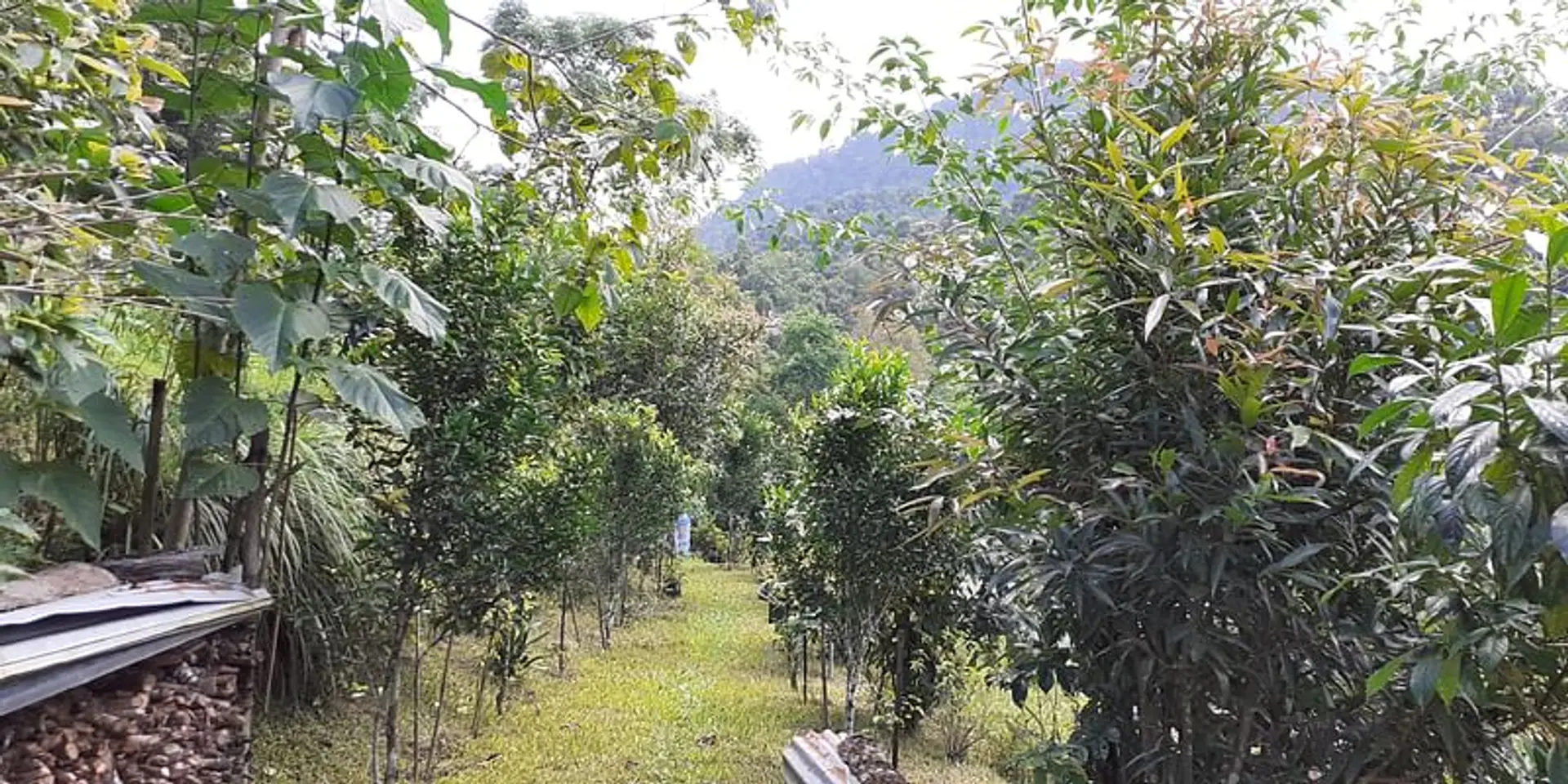 Why land restoration entrepreneurs should partner with government programmes