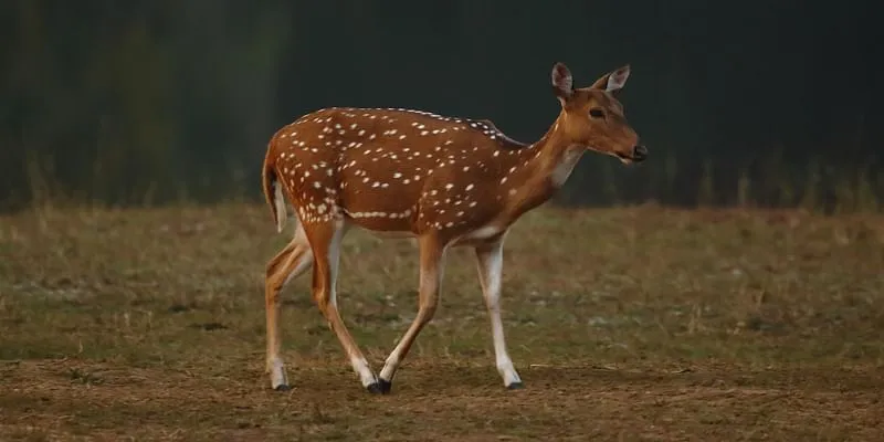 Bandipur