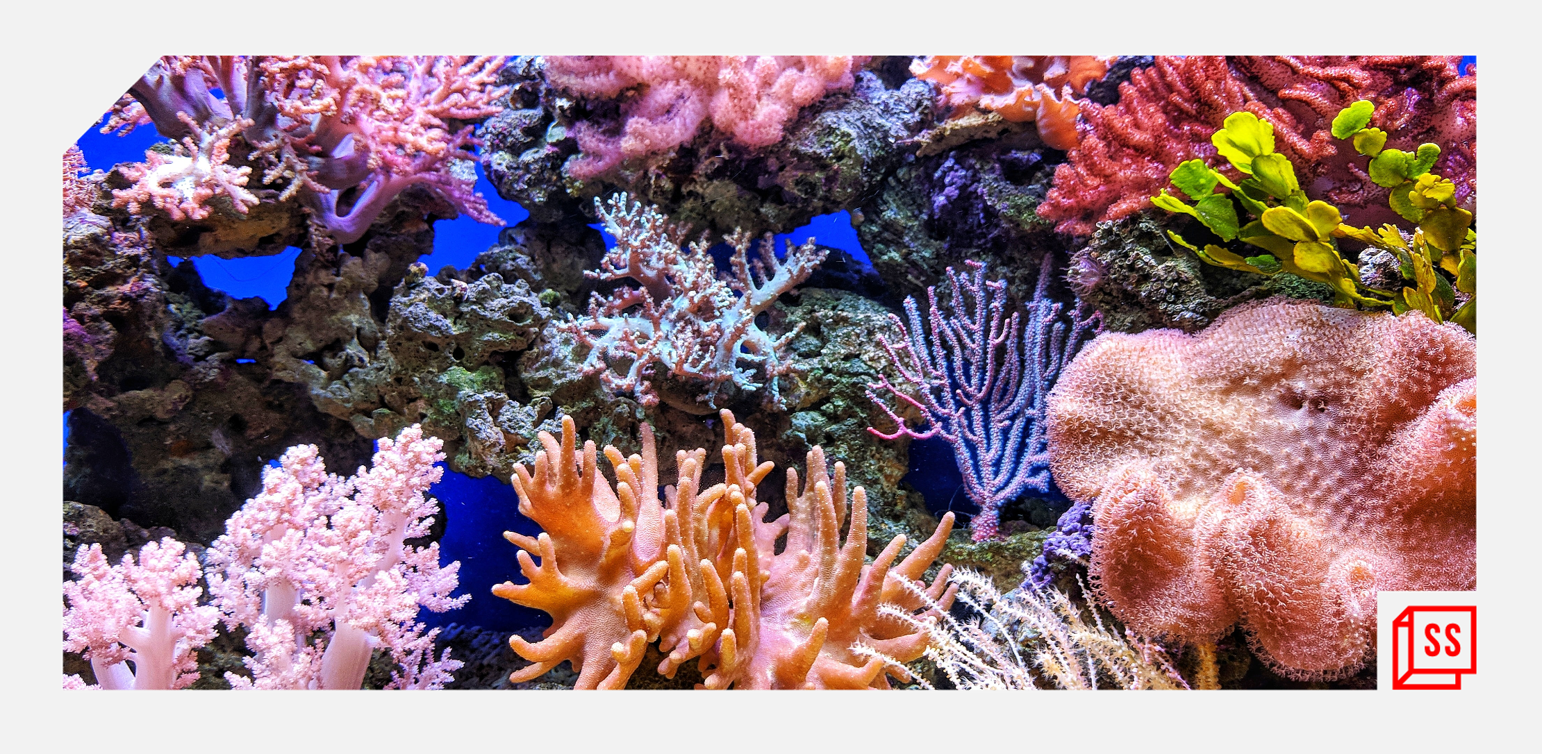 [World Oceans Day] A blue planet for a green world
