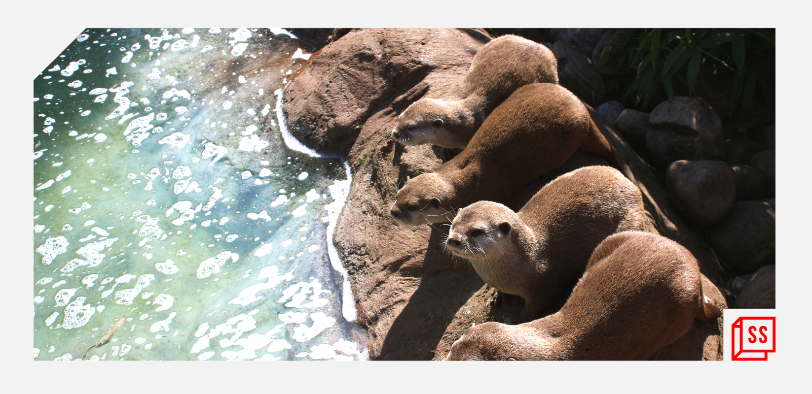 [Sustainability Agenda] Otters, the river, and the unseen change – a Cauvery story
