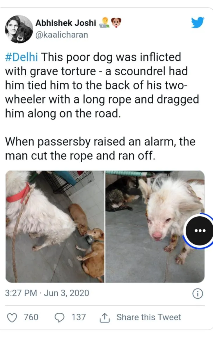 dogwithblog1