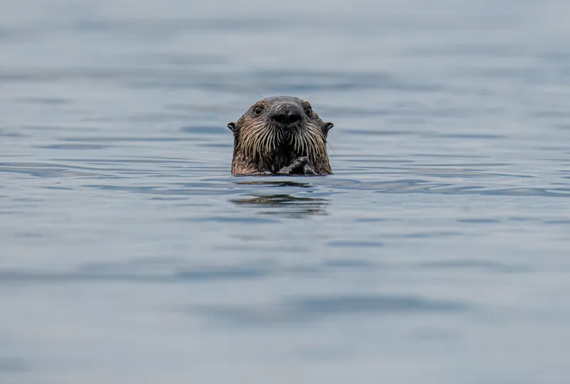 otter-1