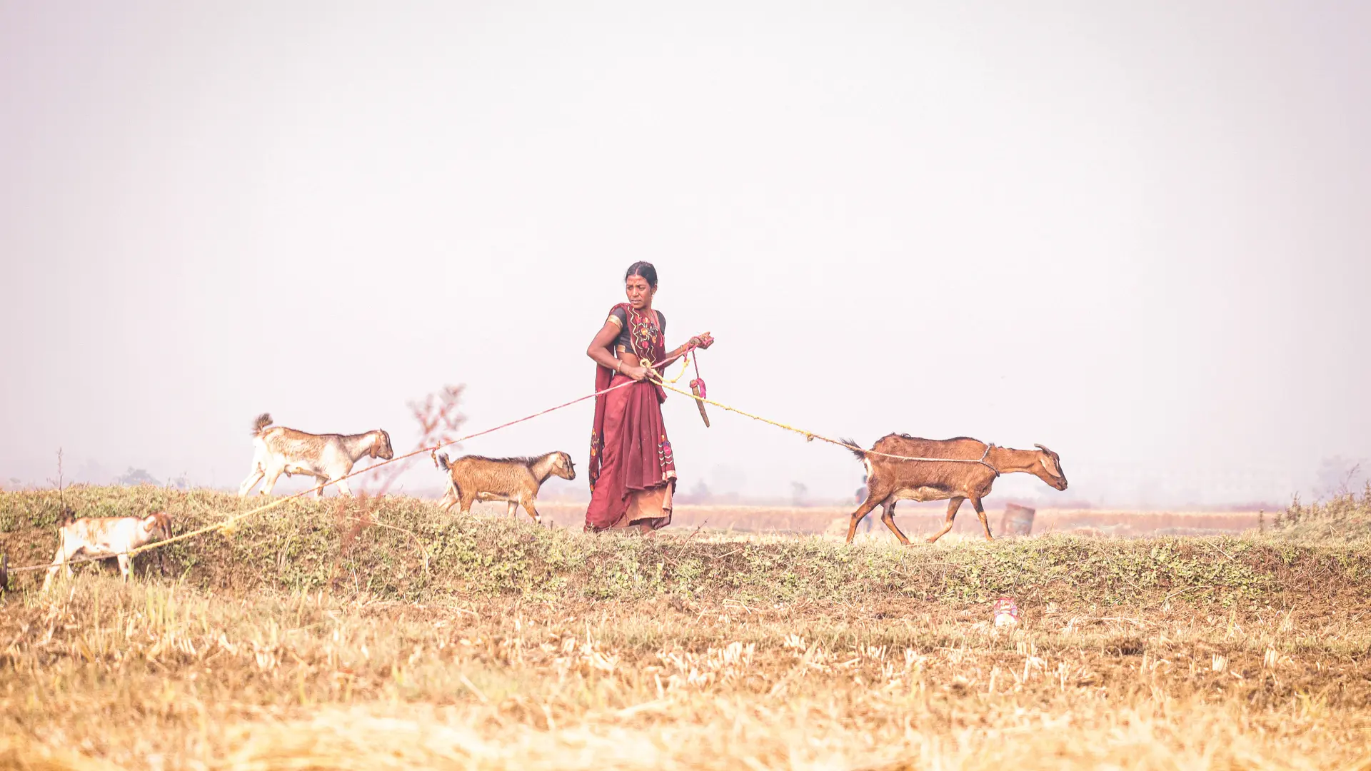 Tata Motors-led dairy development initiative has empowered more than ...