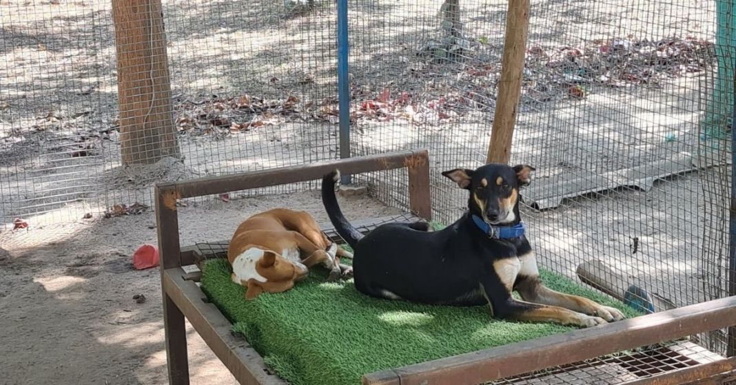 This dog shelter in Bylakuppe is looking after strays and helping them find forever homes