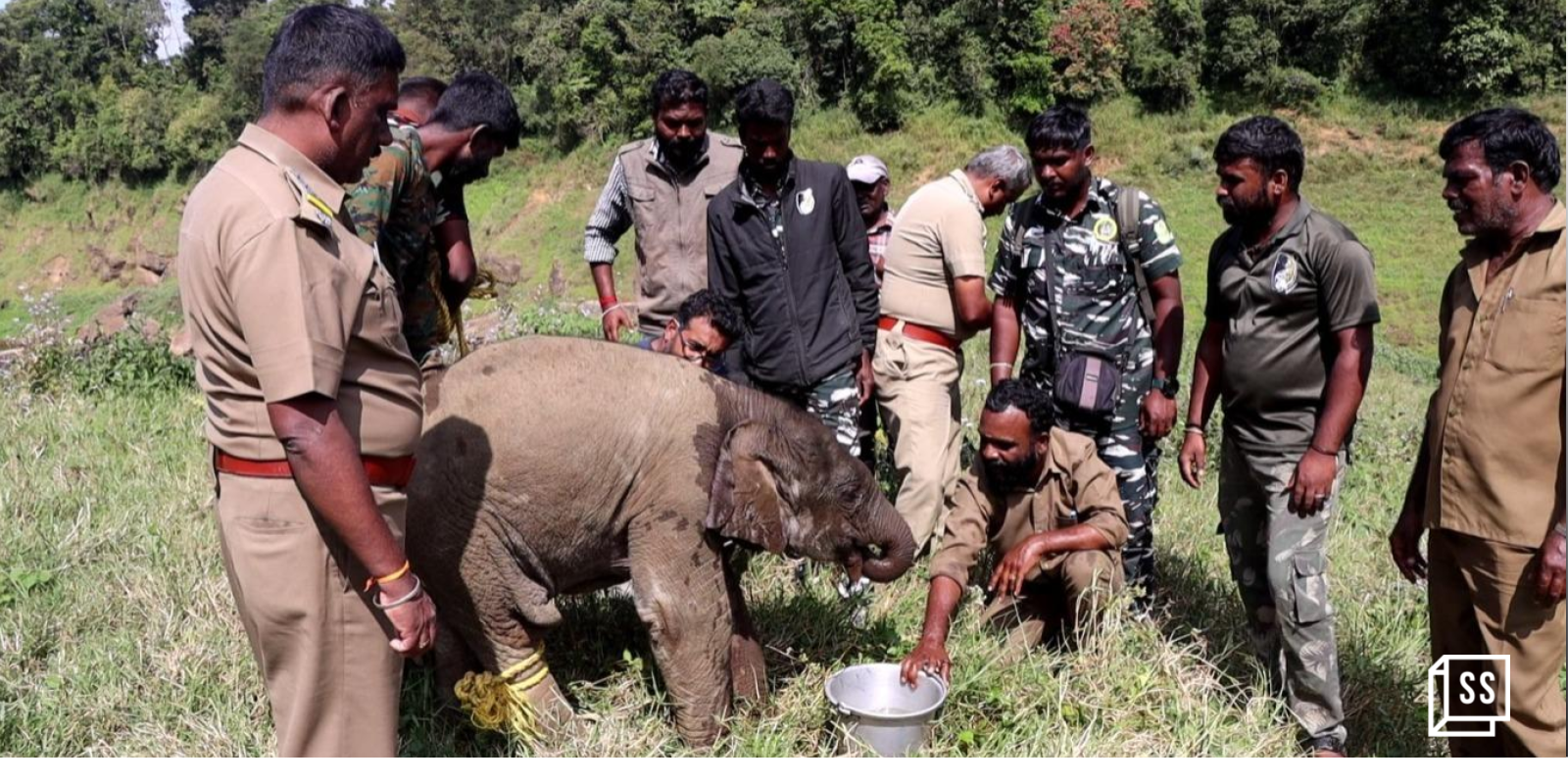 How TN forest officials are reuniting lost elephant calves with their families