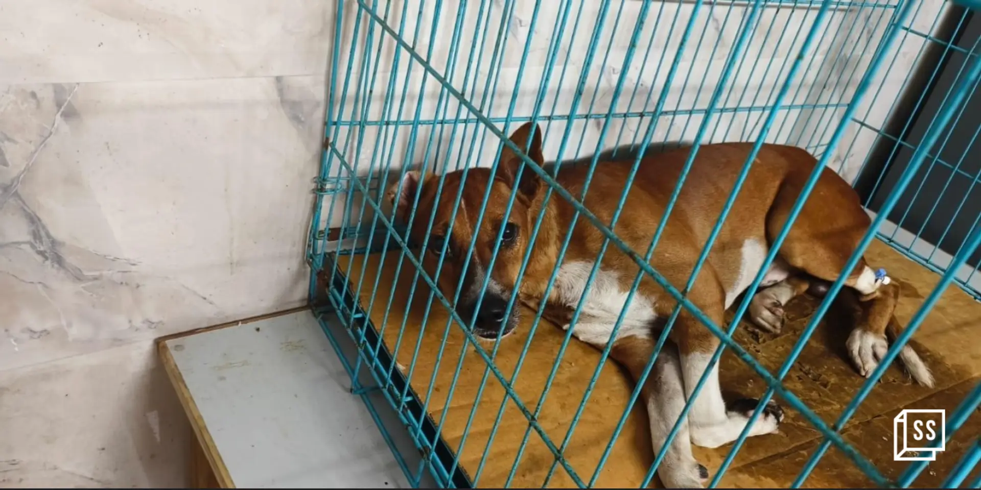 How a Chennai bar and its patrons came together to save the life of a dog