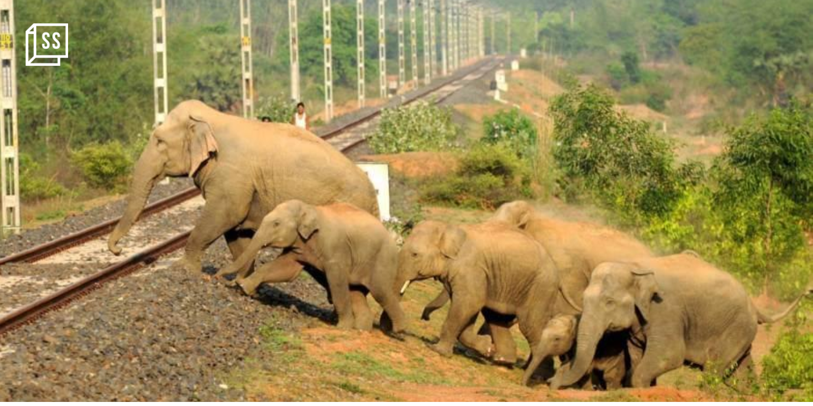 AI system seeks to help prevent train-elephant collisions, but experts raise questions