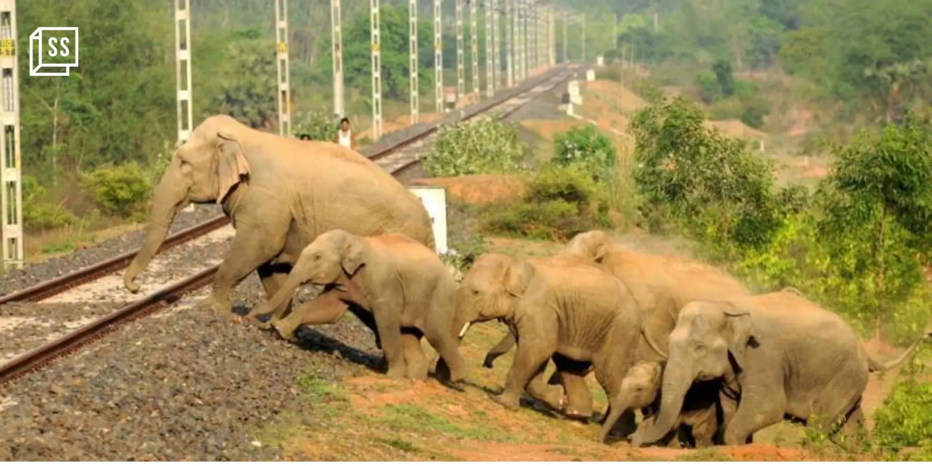 AI system seeks to help prevent train-elephant collisions, but experts raise questions