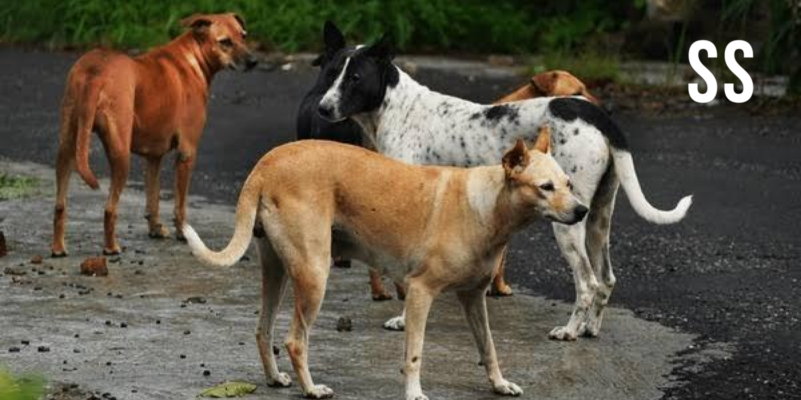 Why consistent ABC programmes matter for India’s community dog management