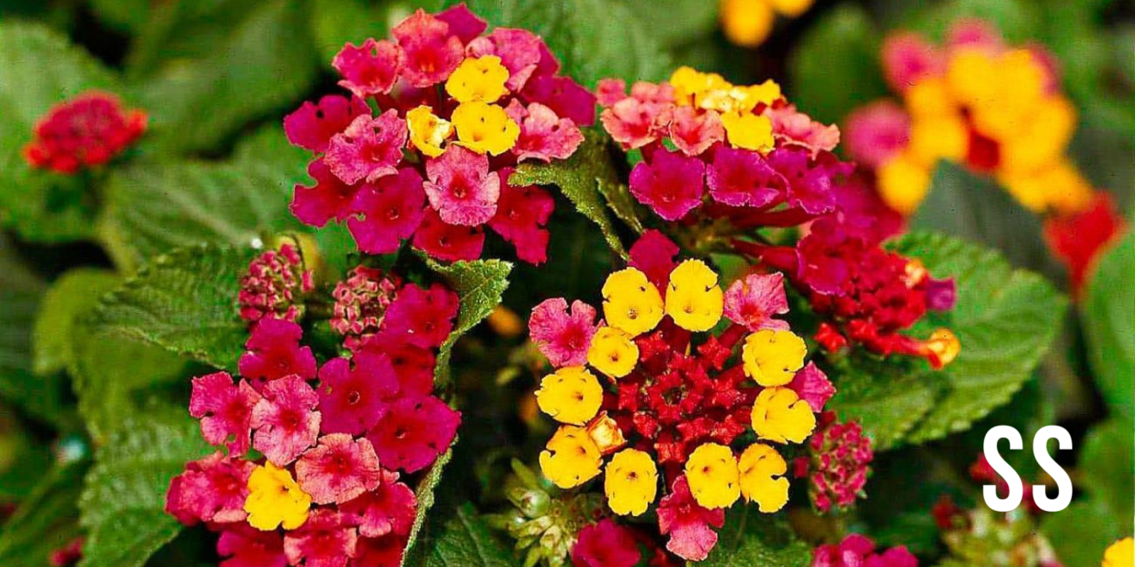 How an invasive shrub is being turned into livelihoods in the Nilgiris