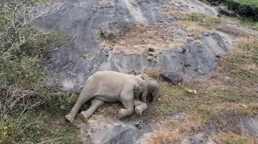 The video of the four-month-old elephant calf snuggling up against its mother at the Anamalai Forest Reserve went viral last week.