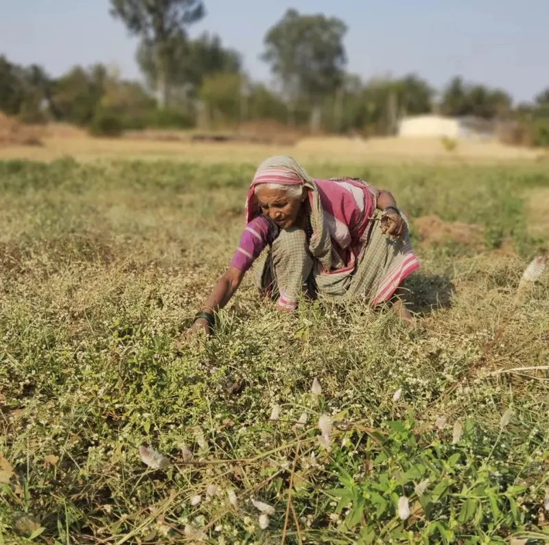 OFM works with farmers across India, helping them with resources to switch to and sustain organic farming methods. Here is a farmer from their network in Karnataka.