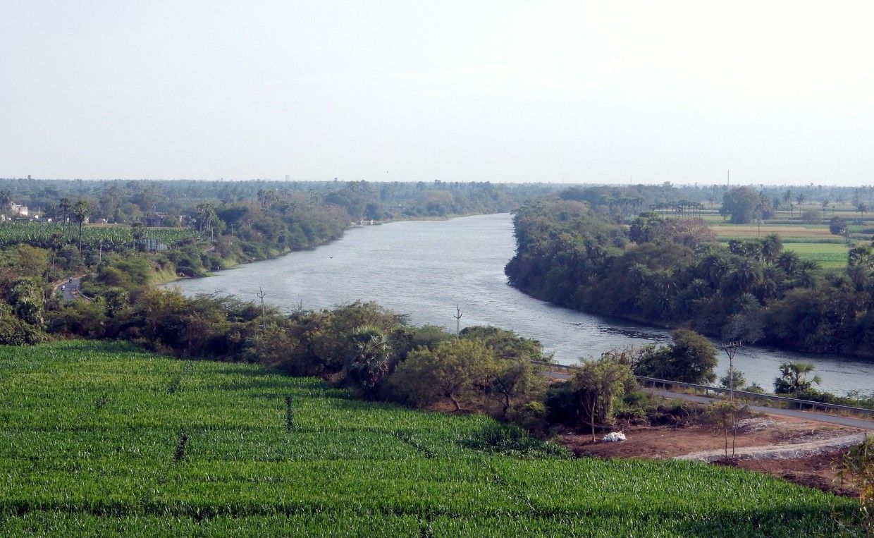 TN forest department revives mangroves along Chennai's Buckingham Canal 