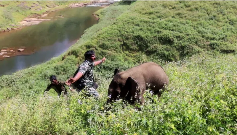 Directing the calf to move towards its herd with minimal human imprint and interaction is key to reuniting them with their family.