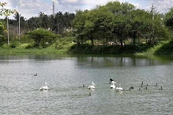 Saplings grew into shade trees, treated water from apartment sewage plants refilled the basin, and by 2015, Puttenahalli was brimming with life. 