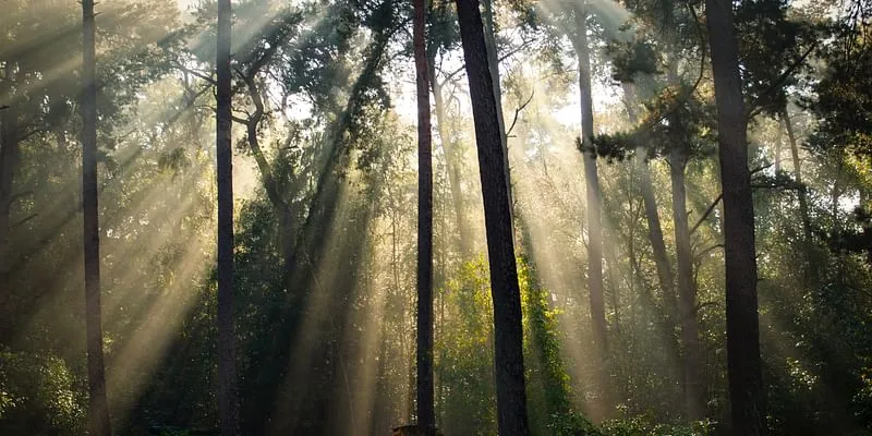 Sunlight