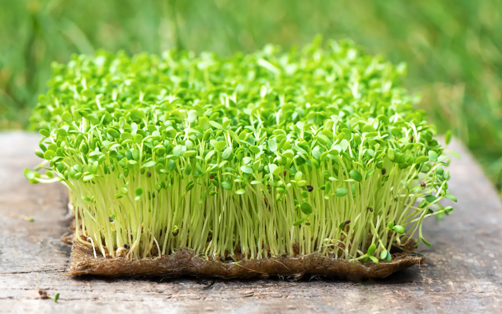 The potent power of microgreens