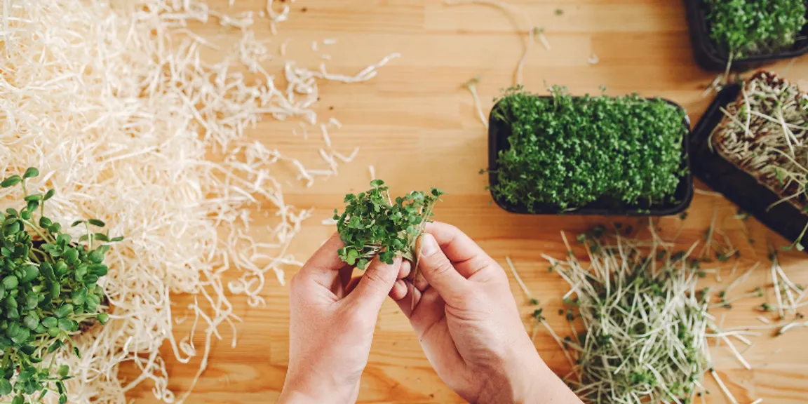 The potent power of microgreens 