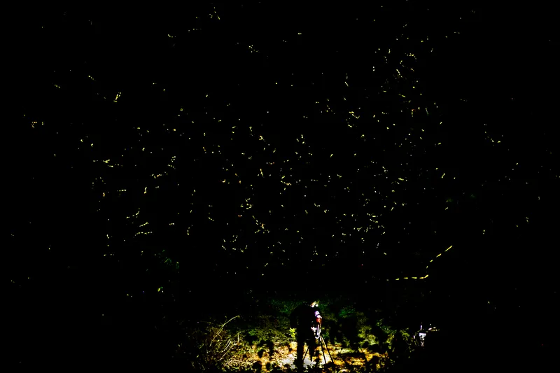 Fireflies