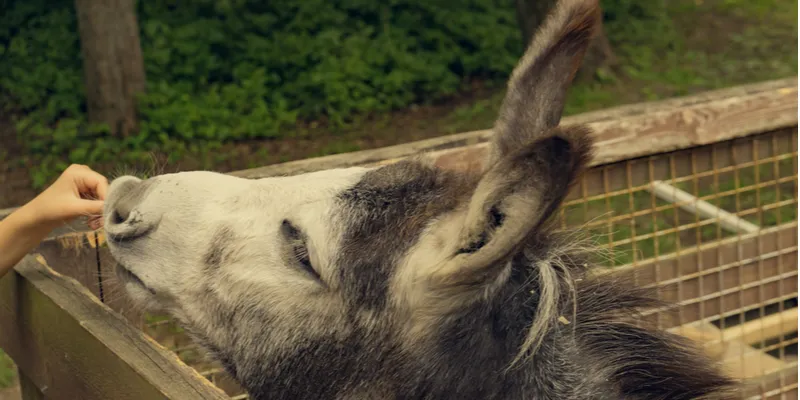 Donkey
