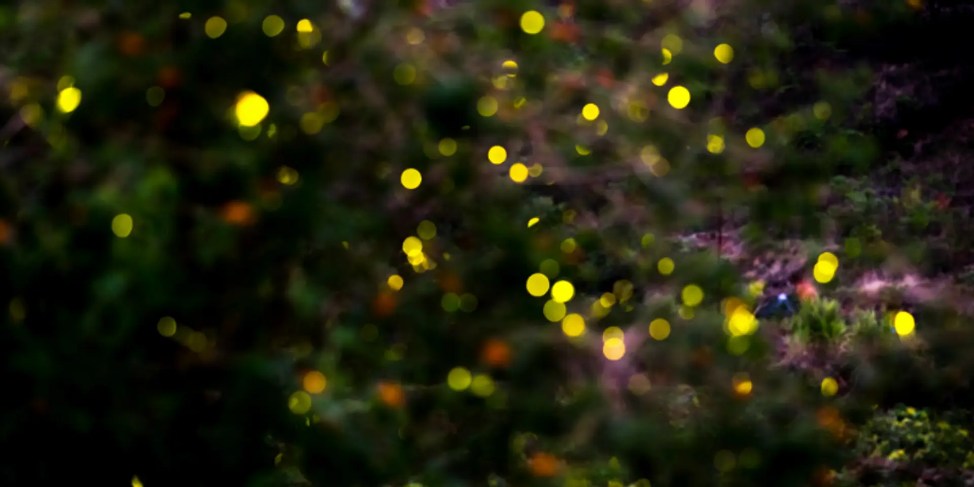 Experience the magic of monsoon under the light of a million fireflies
