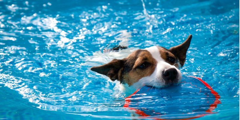 Is it a good idea to take your dog for a swim? Benefits and precautions -  Hindustan Times