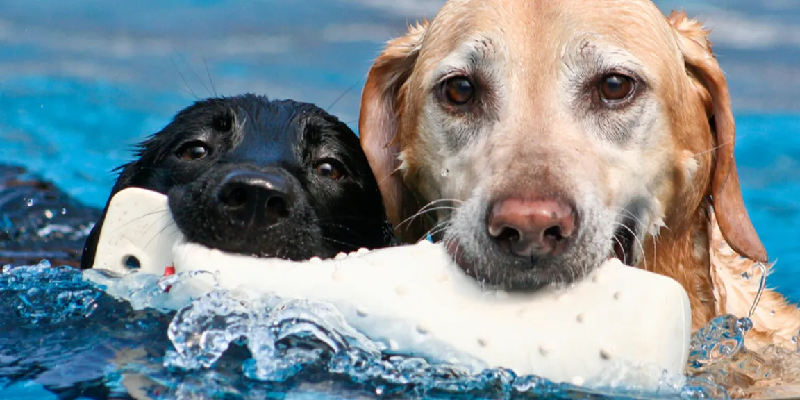 Dog’s Day Out: Hydrotherapy for dogs offers fun and healing
