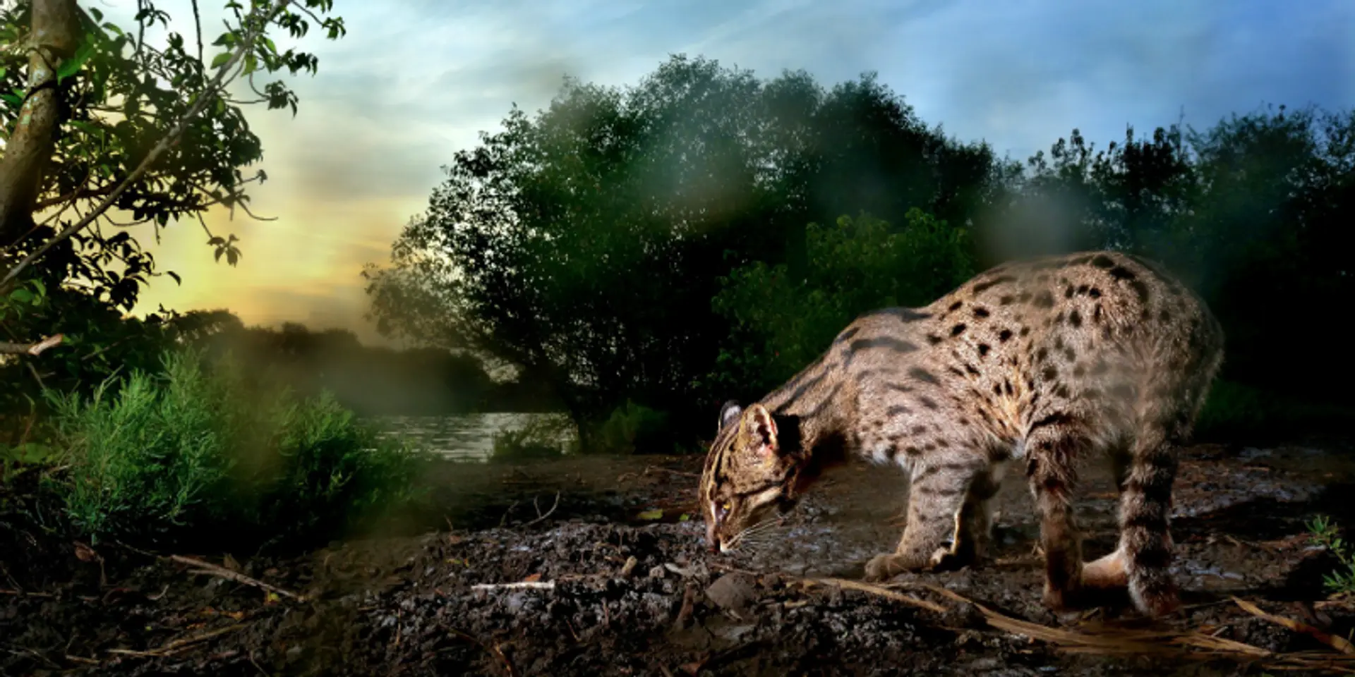 Wild, wild world: Fresh water conservation, wildlife photography and films to shine at Nature and Wildlife Festival