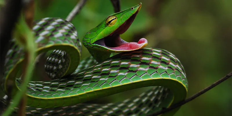 1,500 days, 15,000 hours and 2,400 minutes of footage: How Wild ...