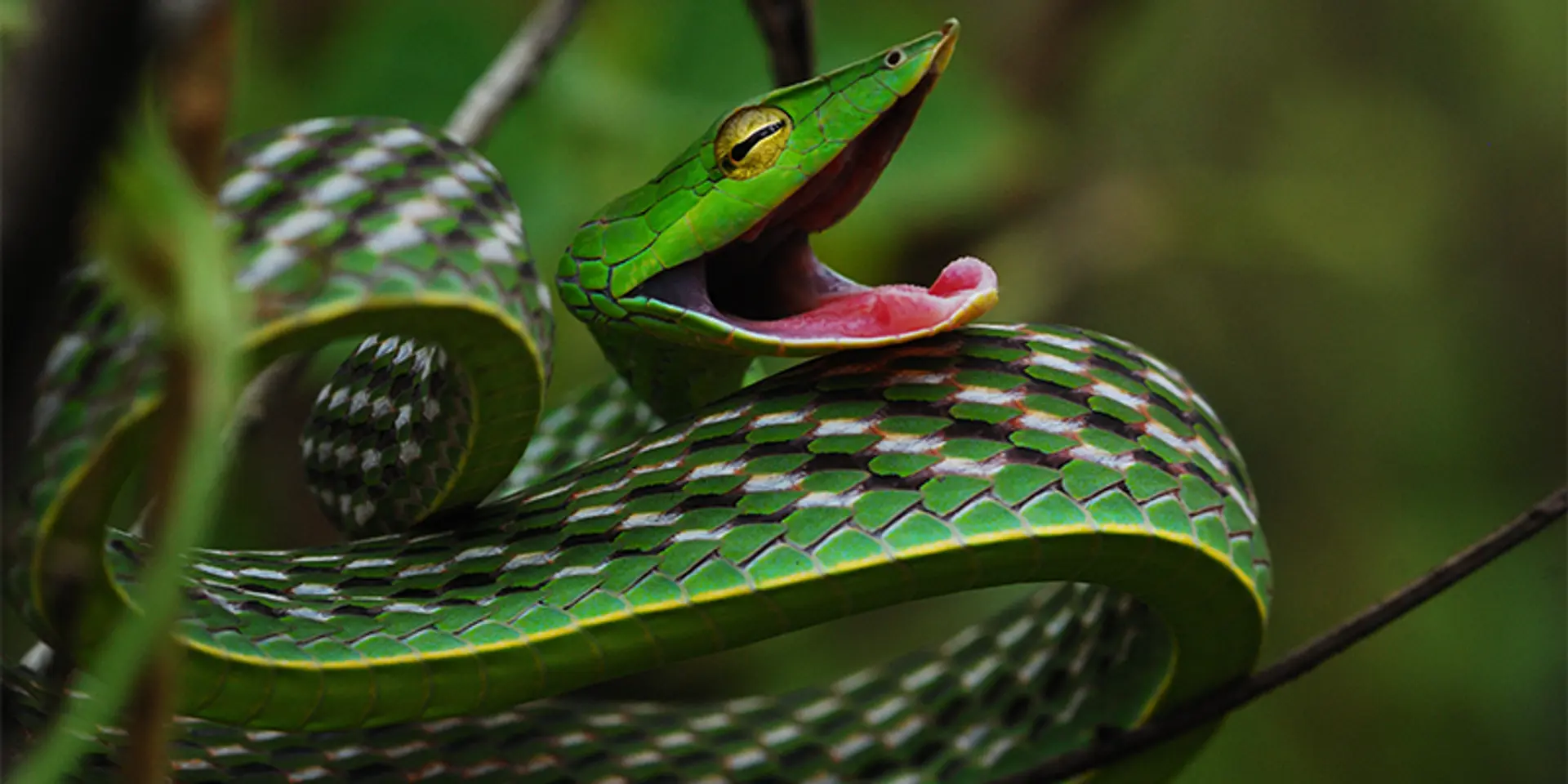Uttarakhand man rescues over 100 snakes a month