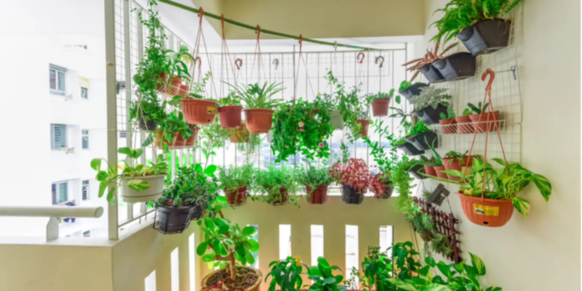 Edible garden: Here’s how to grow herbs and vegetables in small spaces