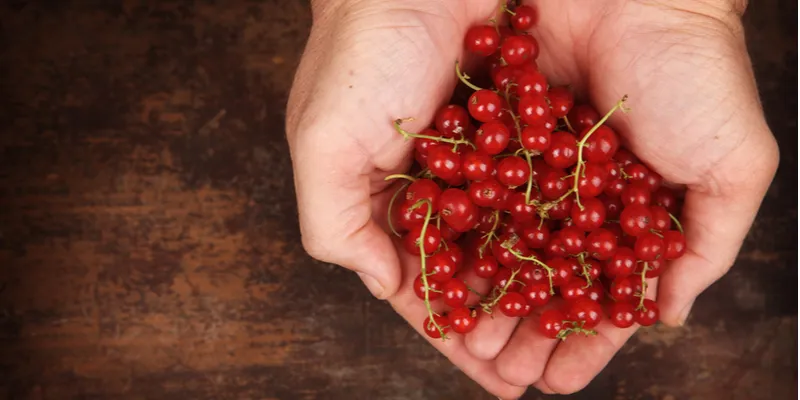 cranberries