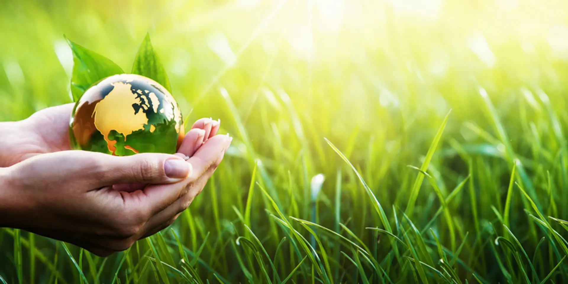 World Environment Day: These 4 organisations are changing the world with sustainable practices