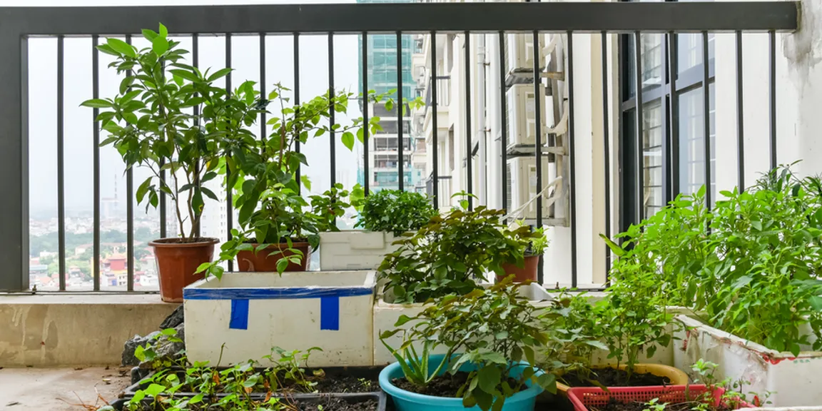 Edible garden: Here’s how to grow herbs and vegetables in small spaces