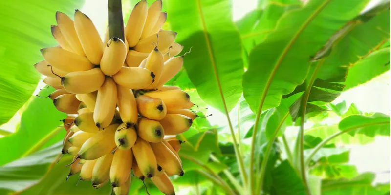 bananas