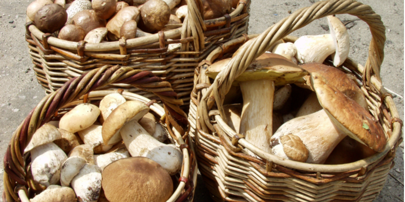 Mushrooms: 4 uses that benefit the environment