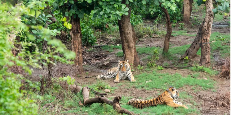 Sariska