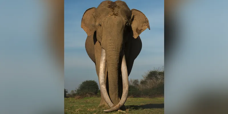 elephant