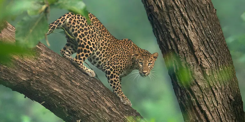 leopard