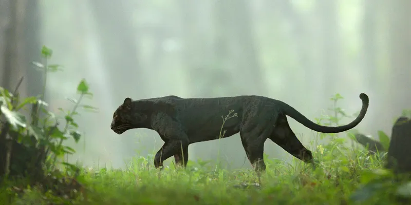 panther