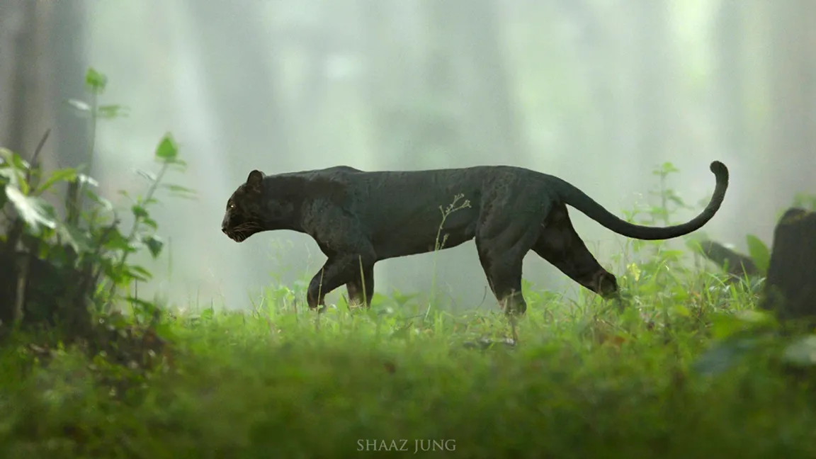 Behind the lens with Shaaz Jung, the wildlife photographer who clicked the viral black panther images
