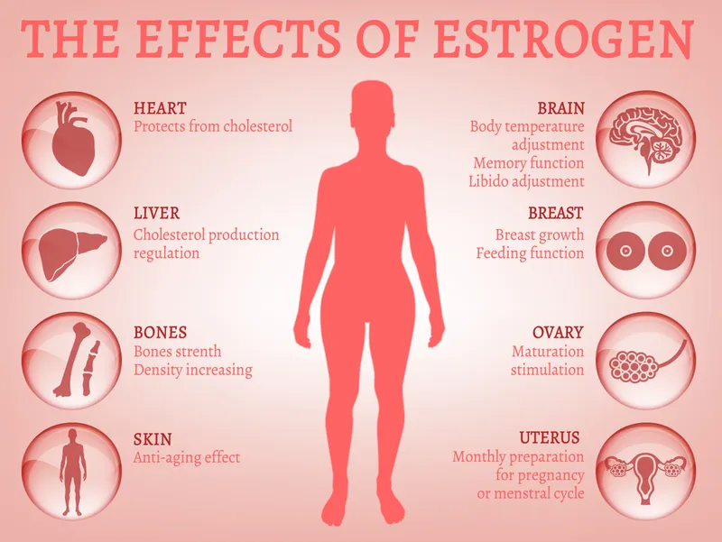 estrogen